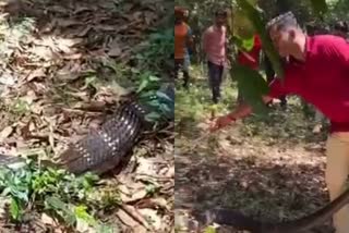 king cobra rescued in karnataka Belthangady  ബെൽത്തനഗടി താലൂക്കില്‍ രാജവെമ്പാലയെ പിടികൂടി