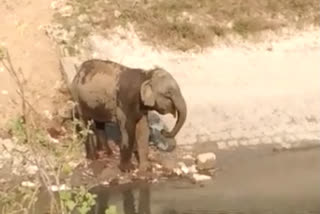 Elephant resorts to water body to steam off heatwave in Uttarakhand