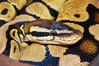 snake rescue from birbhum