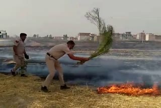 haryana police put out fire in wheat