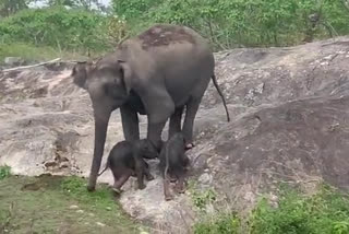 Few days ago elephant gave birth to twin cubs in Bandipur  Few days ago elephant gave birth to twin cubs in Bandipur  ബന്ദിപ്പൂർ വനത്തിൽ ആന ഇരട്ടക്കുട്ടികൾക്ക് ജന്മം നൽകി  ആന ഇരട്ടക്കുട്ടികൾക്ക് ജന്മം നൽകി  വനംവകുപ്പ് ഉദ്യോഗസ്ഥർ രക്ഷാപ്രവർത്തനം  ബന്ദിപ്പൂർ വനം