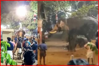 elephant-tries-to-attack-mahout-video