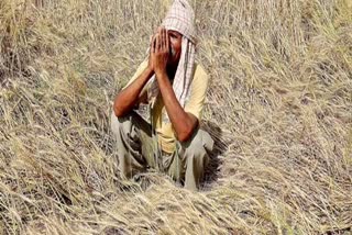 Banks issued arrest warrants against 2000 farmers of Punjab for non-repayment of loans  arrest warrants against 2000 farmers in Punjab  പഞ്ചാബിൽ വായ്‌പയെടുത്ത് തിരിച്ചടയ്ക്കാത്ത കർഷകർക്കെതിരെ അറസ്റ്റ് വാറണ്ട്  പഞ്ചാബിൽ കർഷകർക്കെതിരെ അറസ്റ്റ് വാറണ്ട്