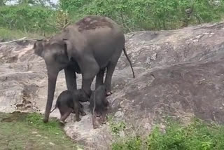 bandipur twin elephant