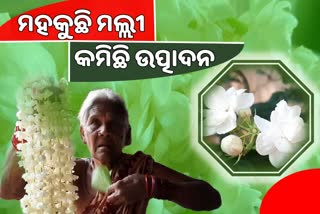 ସୋନପୁରରେ ବଢୁଛି ମଲ୍ଲୀଫୁଲର ଆଦର ଓ ଚାହିଦା , କମିଛି ଉତ୍ପାଦନ