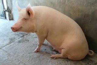 Pig farming in haryana