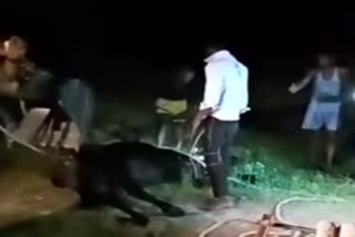 Ox fell into the well