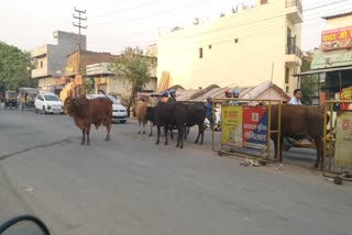 Stray cattle terror in Haldwani