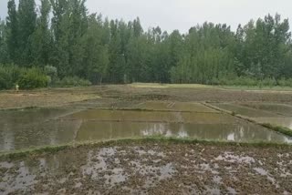 paddy-seedling-preparation-in-pulwama-farmers