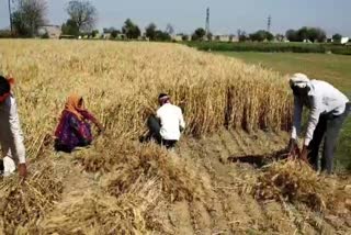 wheat production affected in haryana