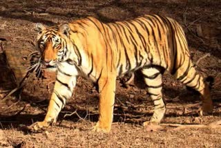 Sariska Tiger Reserve