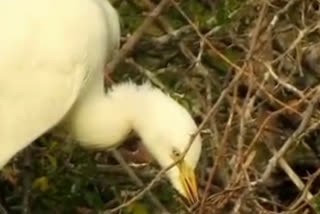 Gloabal warming effects on birds