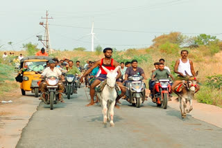 Donkey running competitions