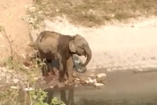 Video of Elephant Bathing