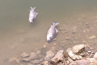 fishes died due to water pollution in ramanagara ramammana lake