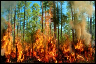 fire in shimla forest
