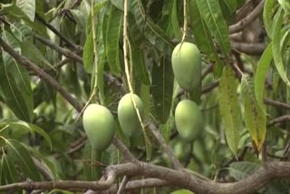 worms problem for mango tree in Gadag