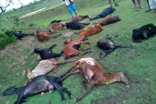 sheep died due to thunderbolt in Vijayanagar