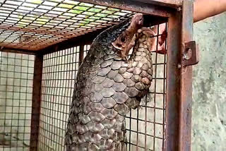Pangolin Rescued by SSB and Police in A Joint Operation in Nakshalbari