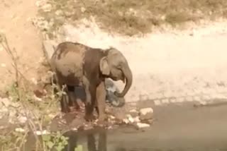 Elephant bathing in canal: ગરમીથી ત્રસ્ત હાથીનો કેનાલમાં નાહતો વિડીયો થયો વાયરલ