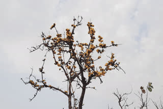 satna palash yellow flower