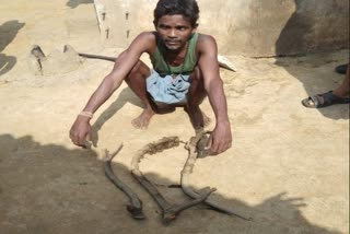 Deer horn recovered from Mahasamund