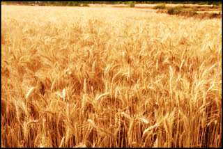 wheat crop decreased in Sirmaur