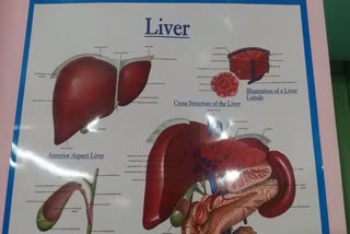 how-can-you-take-care-of-your-liver-know-advice-of-doctors