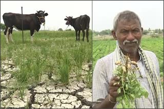 No water supply for Crop Fields: