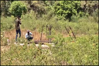 Tiffin Bomb Found From Village Of Una