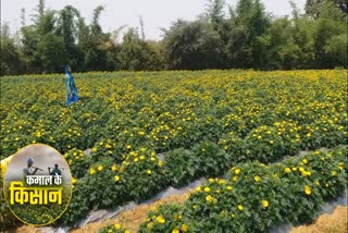 marigolds grow in jabalpur