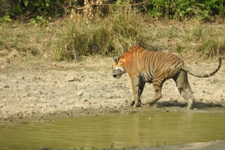 kashipur karanpur village