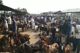 Goat Farming trend in Ajmer