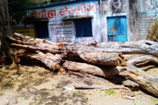 girl died due to falling of tree in Palamu