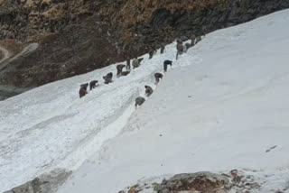 Watch Ahead of Hemkund Sahib opening on May 22 soldiers seen removing snow in video