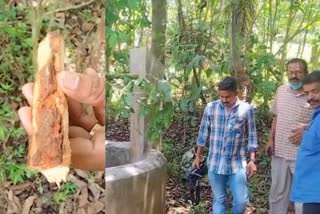 sandalwood pieces found inside the well at Ramakkalmedu idukki  idukki Ramakkalmedu sandalwood theft  രാമക്കൽമേട്ടിൽ കിണറ്റിനുള്ളിൽ നിന്നും ചന്ദന കഷണങ്ങൾ കണ്ടെത്തി  രാമക്കൽമേട് ചന്ദന തടി മോഷണം  ഇടുക്കി ചന്ദനമരം മോഷണം