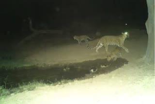 Female Leopard seen with new 2 cubs