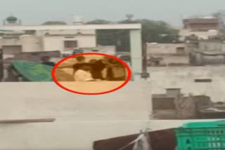 Khargone Violence Viral Video