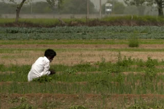 the suicide rate of farmers declining in the state