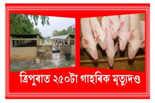 tripura-culled-250-pigs-after-african-swine-flu-detected-in-farm