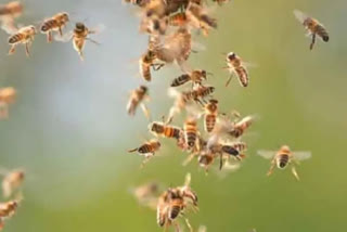 Honey Bees Attack