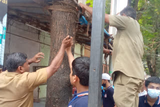 tree revitalization campaign in mumbai