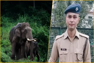 wild elephant in Uttarakhand