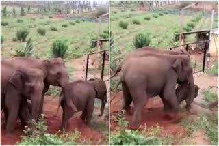 elephants helping calf to cross fence  elephants flattening fence in coimbatore  elephants cross fence in coimbatore  കോയമ്പത്തൂര്‍ വേലി ചവിട്ടിപിടിച്ച് ആനകള്‍  കോയമ്പത്തൂർ കാട്ടാന വേലി മറികടന്നു  തമിഴ്‌നാട് കാട്ടാനക്കൂട്ടം കുട്ടിയാന സഹായം  പരമേശ്വരംപാളയം കാട്ടാനക്കൂട്ടം വേലി വീഡിയോ