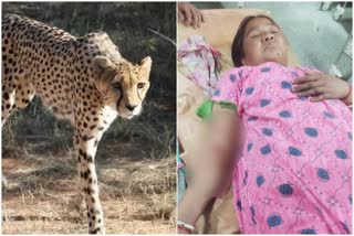 Leopard Attack in Mal Bazar