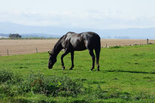 indian black horse