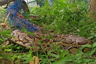 Python Rescued in Jalpaiguri