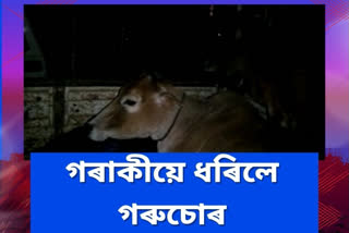 seized vehicle with smuggled cattle