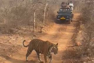 Ranthambore National Park entrance fees increased