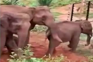 Video of Elephants helping Calf to cross Fence at Coimbatore goes Viral